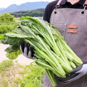 프리미엄 돌산갓 완전 분석